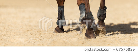 The horse runs on the sandy road the detail of the hooves The horse runs on the sandy road the detail of the hooves 67576859