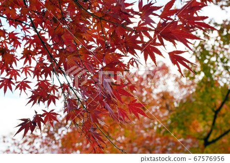 Autumn leaves of Inokashira Park Autumn leaves of Inokashira Park 67576956