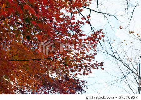 Autumn leaves of Inokashira Park Autumn leaves of Inokashira Park 67576957
