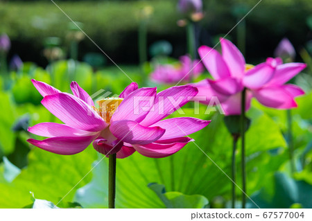 池裡的荷 67577004