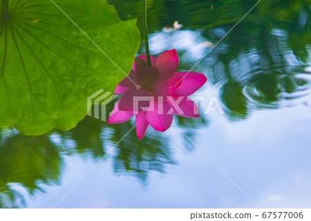 池裡的荷 池裡的荷 67577006