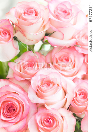 White-pink multicolored rose jumilia White-pink multicolored rose jumilia 67577254