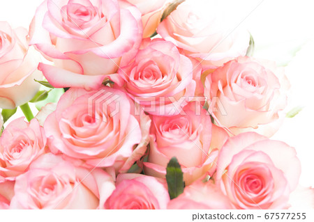 White-pink multicolored rose jumilia 67577255