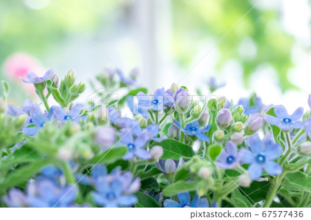 Blue floret, blue star Blue floret, blue star 67577436