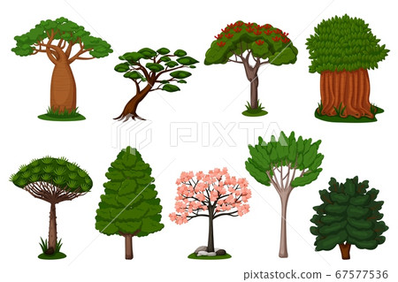 Summer trees set. Isolated dragon, baobab, sakura 67577536