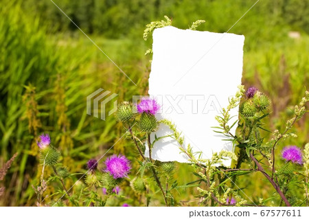 Purple burdock and fresh young green meadow grass herbs and white empty paper sheet. A photo with free blank copy space for text. For card, invitations or posters Purple burdock and fresh young green meadow grass herbs and white empty paper sheet. A photo with free blank copy space for text. For card, invitations or posters 67577611