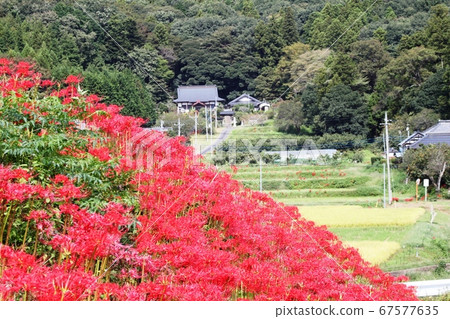 Cluster of cluster amaryllis against the backdrop of rural scenery Kasama City 67577635
