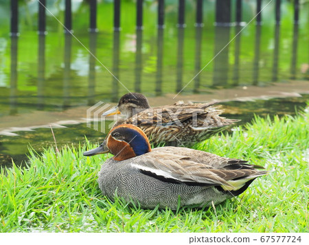 靜岡縣象鄉池古賀7月 67577724