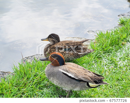 靜岡縣象鄉池古賀7月 靜岡縣象鄉池古賀7月 67577726