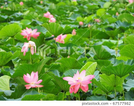 靜岡縣蓮花盛開的蓮池池公園7月 靜岡縣蓮花盛開的蓮池池公園7月 67577982