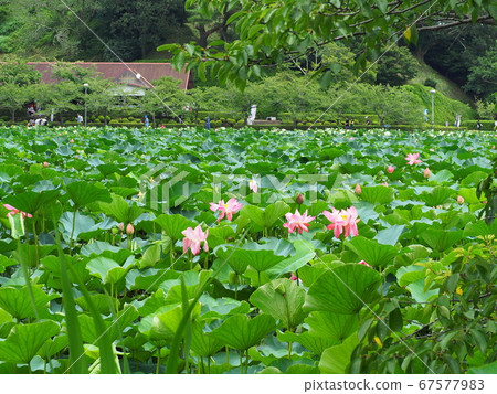 靜岡縣蓮花盛開的蓮池池公園7月 靜岡縣蓮花盛開的蓮池池公園7月 67577983