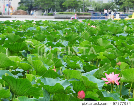 靜岡縣蓮花盛開的蓮池池公園7月 靜岡縣蓮花盛開的蓮池池公園7月 67577984