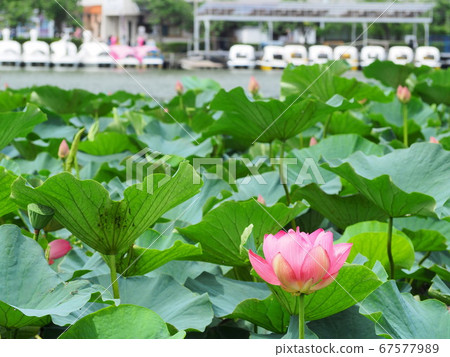 靜岡縣蓮花盛開的蓮池池公園7月 靜岡縣蓮花盛開的蓮池池公園7月 67577989