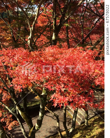 鮮紅的秋葉 鮮紅的秋葉 67578022