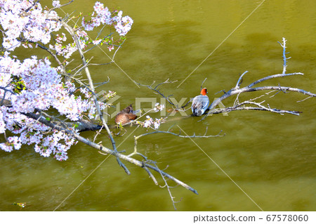 小田原城·護城河上的鴨couple和平景色·櫻花盛開·盛開·神奈川縣 67578060