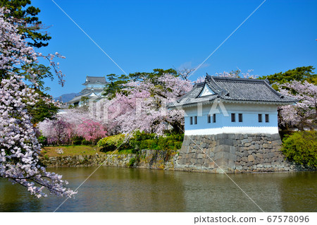 View from Odawara Castle/Oribata-dori, cherry-colored corner tower (2), cherry blossom season, full bloom, Kanagawa 67578096