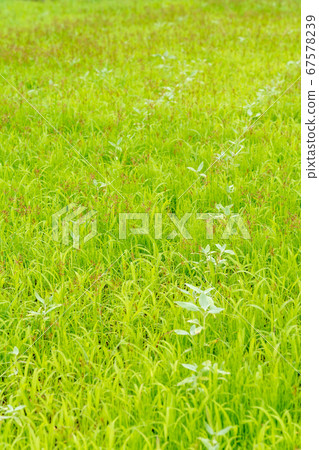 Grassland image (July) 67578239