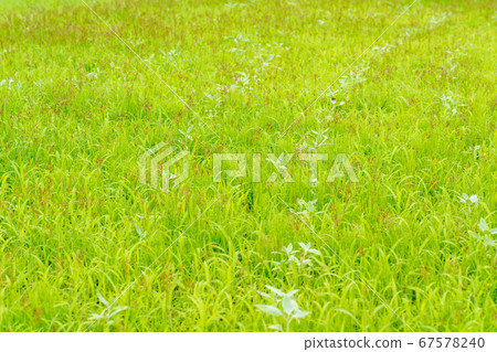 Grassland image (July) 67578240