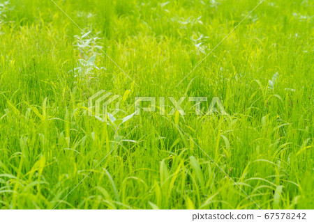 Grassland image (July) 67578242