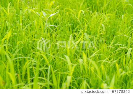 Grassland image (July) 67578243