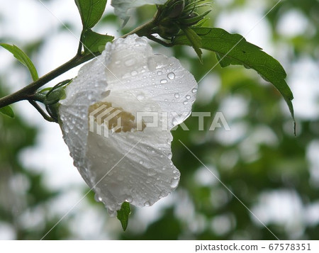 White flowers, raindrops White flowers, raindrops 67578351