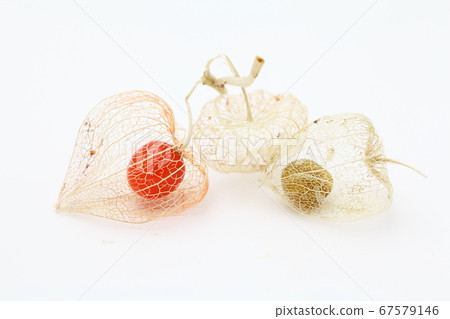 地面櫻桃 67579146