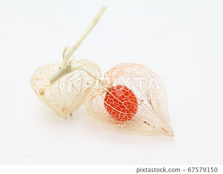 地面櫻桃 67579150