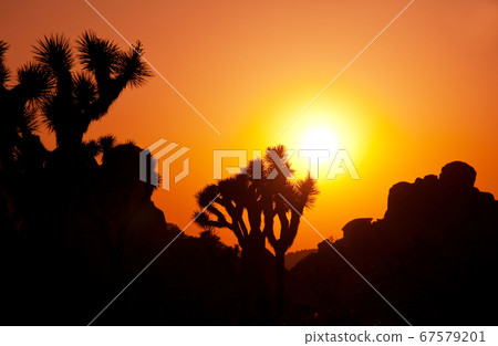Joshua tree 67579201