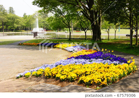 Flowers blooming in the park 67579306