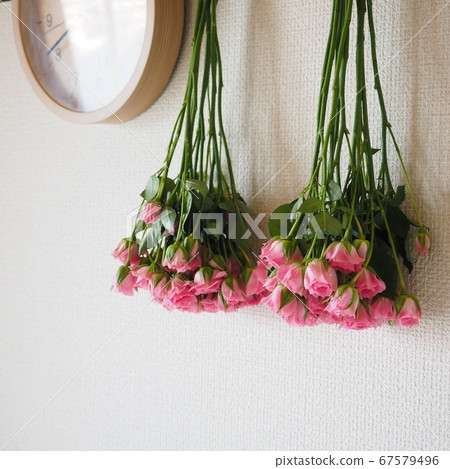 玫瑰乾花 玫瑰乾花 67579496