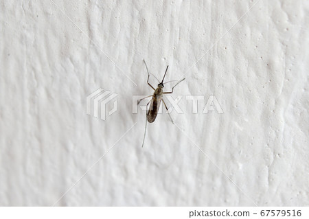 Detail of a mosquito on the wall Detail of a mosquito on the wall 67579516