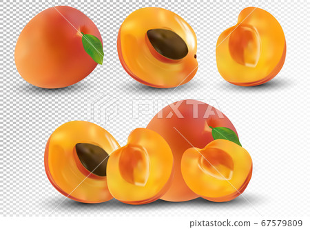 Set of apricot are whole and cut in half. Fresh fruit apricot on transparent background. 3d realistic apricot from different angles. Nature product. Vector illustration 67579809
