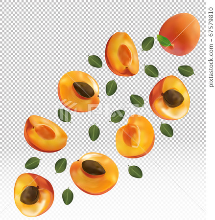 Set of apricot with leaves on transparent background. Apricot fruits are whole and cut in half. Useful ripe fresh apricot rich in vitamins, natural product. Realistic vector illustration. Set of apricot with leaves on transparent background. Apricot fruits are whole and cut in half. Useful ripe fresh apricot rich in vitamins, natural product. Realistic vector illustration. 67579810