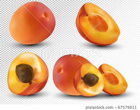 Set of apricot are whole and cut in half. Fresh fruit apricot on transparent background. 3d realistic apricot from different angles. Nature product. Vector illustration Set of apricot are whole and cut in half. Fresh fruit apricot on transparent background. 3d realistic apricot from different angles. Nature product. Vector illustration 67579811