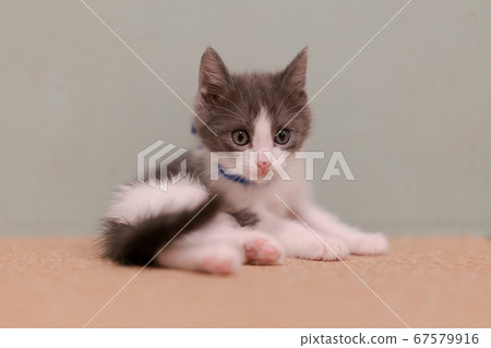 A kitten A kitten 67579916