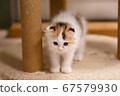 A kitten 67579930