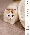 A kitten 67579933
