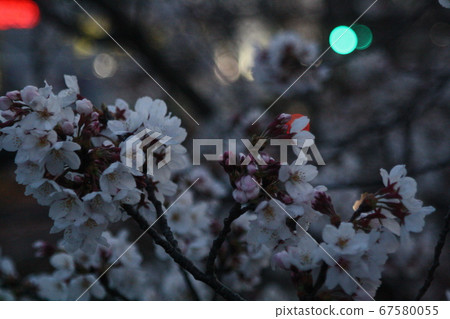 Cherry blossoms at night and blurred traffic lights 67580055