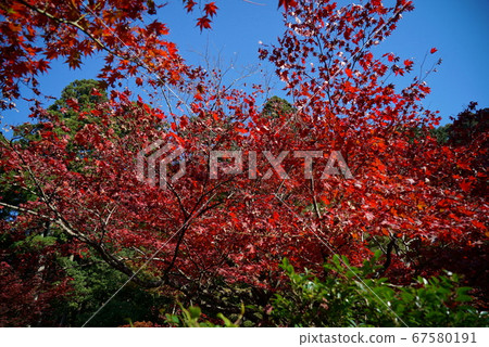 孔戈林寺與美麗的秋天色彩 孔戈林寺與美麗的秋天色彩 67580191