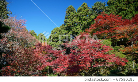 Kongorinji Temple with beautiful autumn colors Kongorinji Temple with beautiful autumn colors 67580193