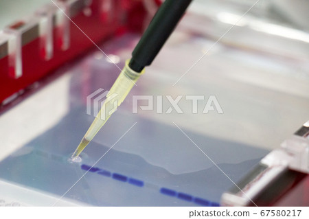 Polymerase Chain Reaction (PCR) and Agarose gel electrophoresis is a method of gel electrophoresis used in biochemistry, molecular biology, genetics, and clinical chemistry in lab. 67580217