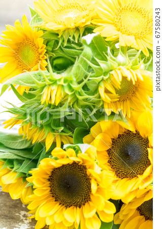 向日葵/文森特橙和Sunrich鮮橙 67580243