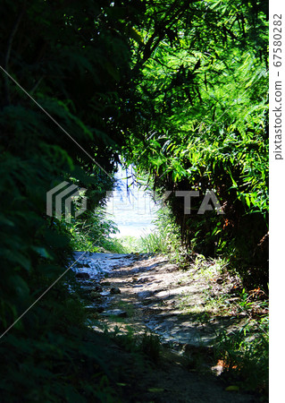 The sea can be seen at the end of the tunnel of trees 67580282