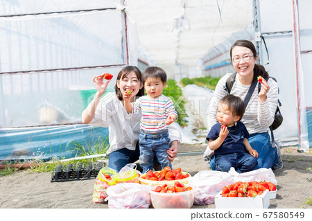 家庭草莓採摘嬰兒草莓採摘 67580549