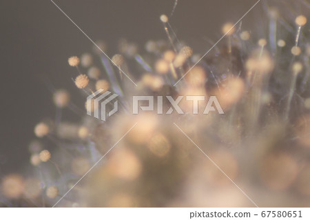 Backgrounds Colony Characteristics of Rhizopus (bread mold) is a genus of common saprophytic fungi, Rhizopus (bread mold) under the microscope. Backgrounds Colony Characteristics of Rhizopus (bread mold) is a genus of common saprophytic fungi, Rhizopus (bread mold) under the microscope. 67580651