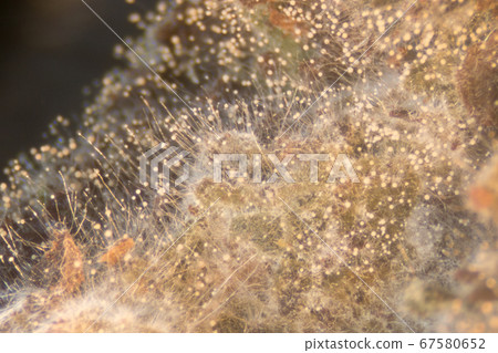 Backgrounds Colony Characteristics of Rhizopus (bread mold) is a genus of common saprophytic fungi, Rhizopus (bread mold) under the microscope. Backgrounds Colony Characteristics of Rhizopus (bread mold) is a genus of common saprophytic fungi, Rhizopus (bread mold) under the microscope. 67580652