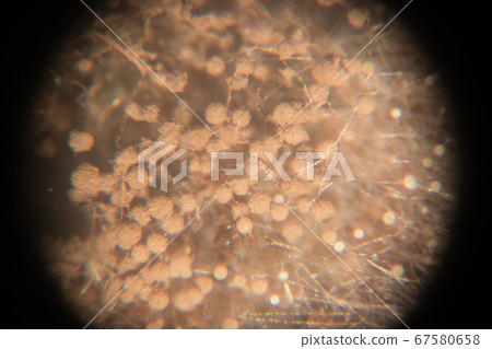 Backgrounds Colony Characteristics of Rhizopus (bread mold) is a genus of common saprophytic fungi, Rhizopus (bread mold) under the microscope. Backgrounds Colony Characteristics of Rhizopus (bread mold) is a genus of common saprophytic fungi, Rhizopus (bread mold) under the microscope. 67580658