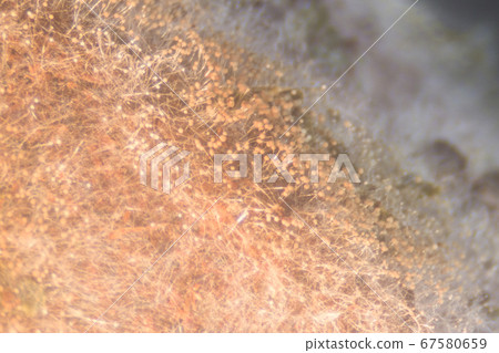 Backgrounds Colony Characteristics of Rhizopus (bread mold) is a genus of common saprophytic fungi, Rhizopus (bread mold) under the microscope. Backgrounds Colony Characteristics of Rhizopus (bread mold) is a genus of common saprophytic fungi, Rhizopus (bread mold) under the microscope. 67580659