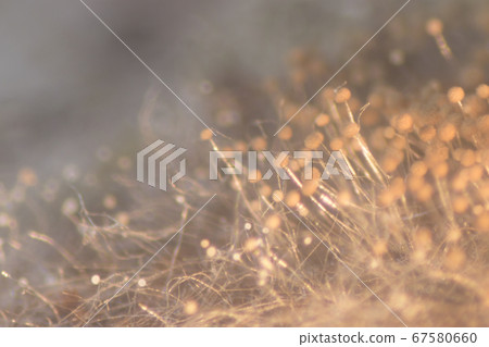 Backgrounds Colony Characteristics of Rhizopus (bread mold) is a genus of common saprophytic fungi, Rhizopus (bread mold) under the microscope. Backgrounds Colony Characteristics of Rhizopus (bread mold) is a genus of common saprophytic fungi, Rhizopus (bread mold) under the microscope. 67580660