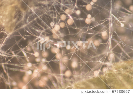 Backgrounds Colony Characteristics of Rhizopus (bread mold) is a genus of common saprophytic fungi, Rhizopus (bread mold) under the microscope. Backgrounds Colony Characteristics of Rhizopus (bread mold) is a genus of common saprophytic fungi, Rhizopus (bread mold) under the microscope. 67580667